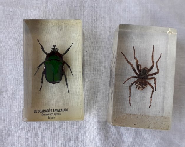 Insectes scarabée et araigné