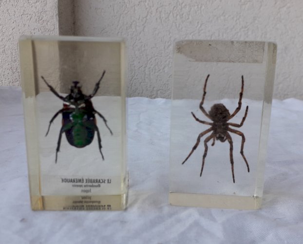 Insectes scarabée et araigné
