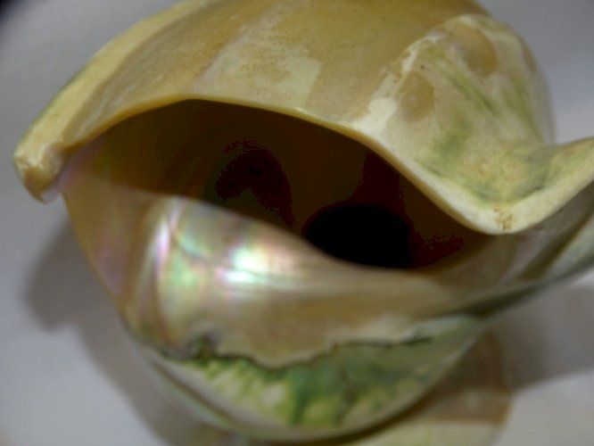 -JOLIE ANCIENNE LAMPE COQUILLAGE TURBO Nacré et VERT à POSER déco VINTAGE    D