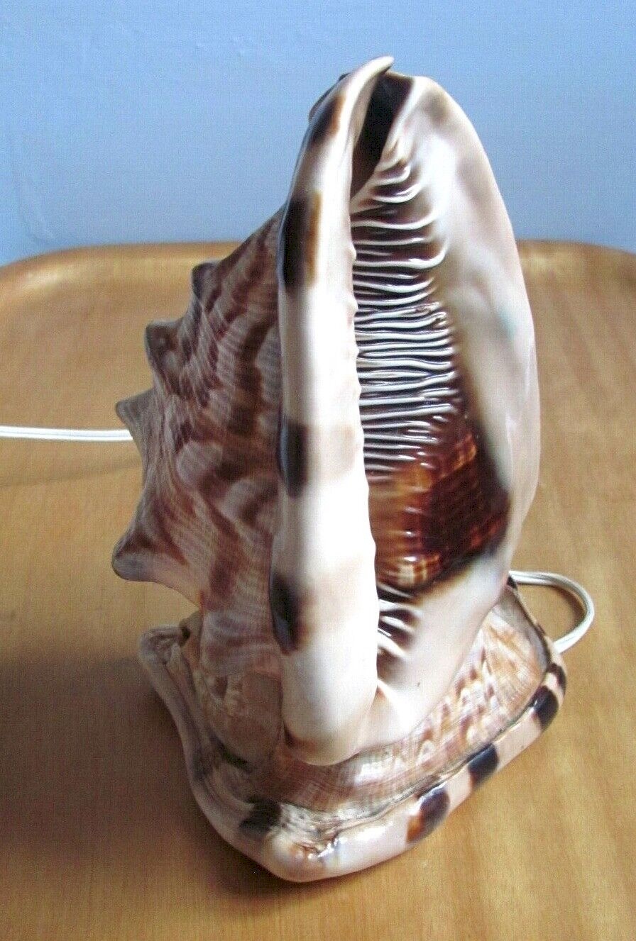 Lampe De Table En Céramique – Coquillage Corail – Style 70s/80s – Neuve