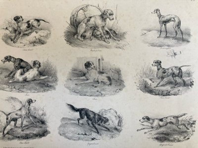 Lithographie signée Chien Race XIXe Gravure Estampe Art Ancien Lévrier