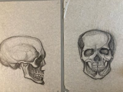 Lot 2 Still life drawing with Skull Paper 1980 Skeleton Art Curiosity Curiosa