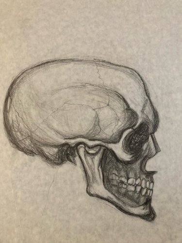 Lot 2 Dessin nature morte au Crane  Papier 1980 Squelette Art Curiosité Curiosa