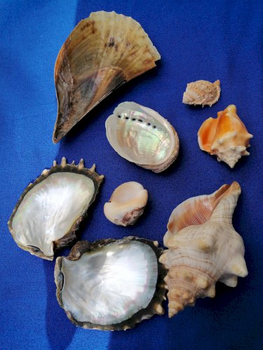 Lot de coquillages anciens
