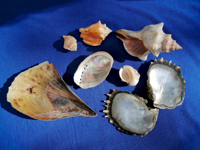 Lot de coquillages anciens