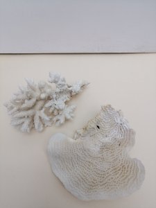 LOT OF ANCIENT CORALS