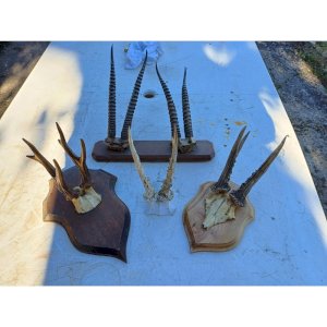 Set of Slaughtered Deer Antlers, Antelopes