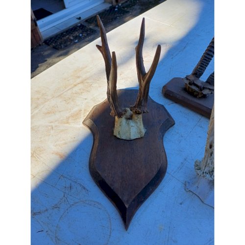 Lot de Cornes Massacres Chevreuil , Antilopes