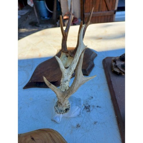 Lot de Cornes Massacres Chevreuil , Antilopes