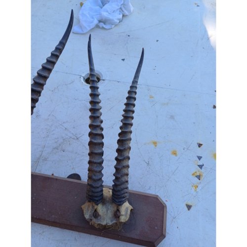 Lot de Cornes Massacres Chevreuil , Antilopes