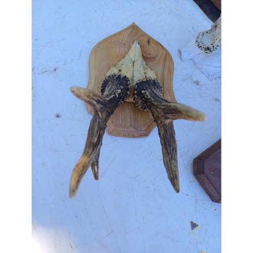 Lot de Cornes Massacres Chevreuil , Antilopes