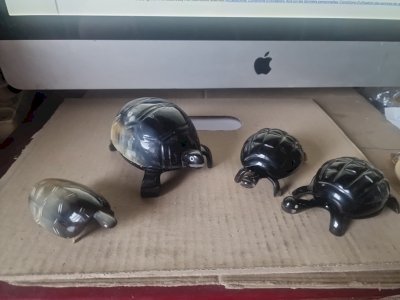 Lot of Horn Turtles