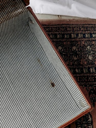 Lucienne, la malle marron cartonnée N°195