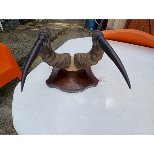 Massacre Corne de Gazelle dAfrique ( Bubale )