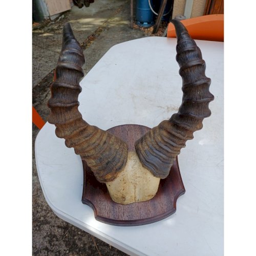 Massacre Corne de Gazelle dAfrique ( Bubale )