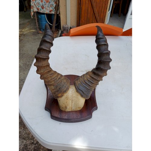Massacre Corne de Gazelle dAfrique ( Bubale )