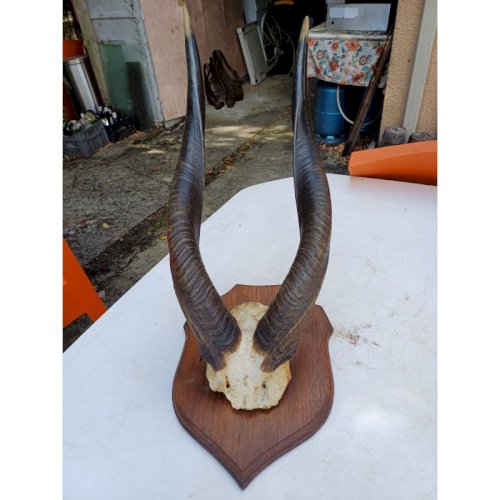 Massacre Corne de Gazelle dAfrique ( Bushbuck )