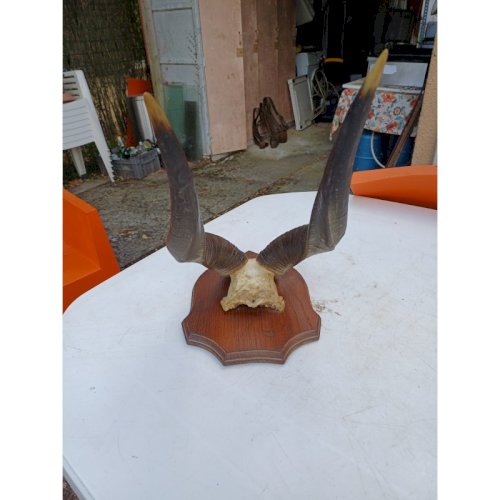 Massacre Corne de Gazelle dAfrique ( Bushbuck )