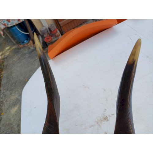 Massacre Corne de Gazelle dAfrique ( Bushbuck )