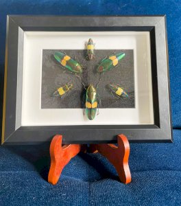 Objet de curiosité : cadre avec 6 coléoptères