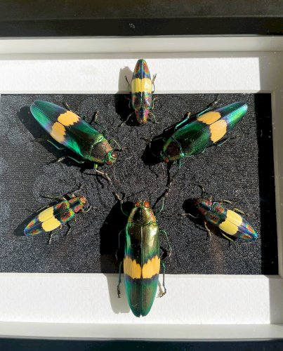 Objet de curiosité : cadre avec 6 coléoptères