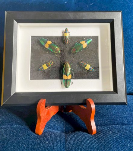 Objet de curiosité : cadre avec 6 coléoptères