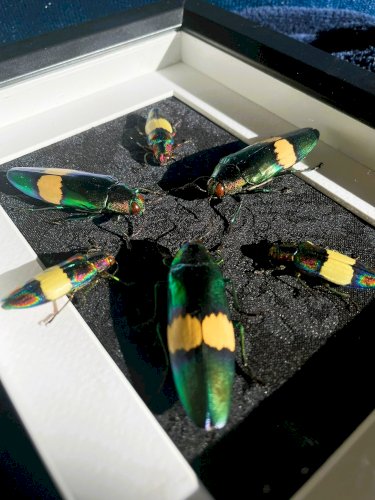 Objet de curiosité : cadre avec 6 coléoptères