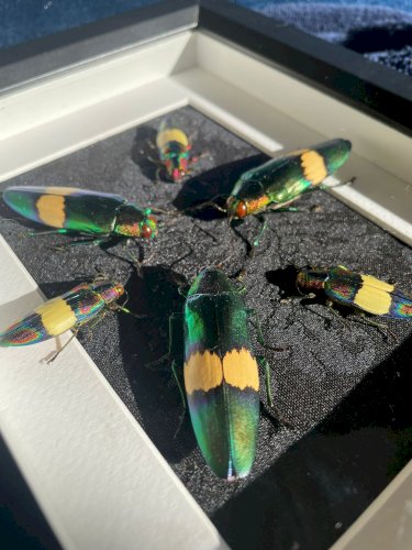 Objet de curiosité : cadre avec 6 coléoptères