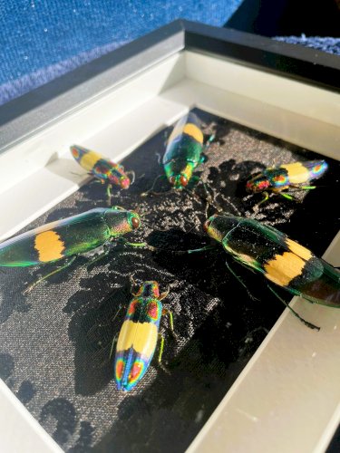 Objet de curiosité : cadre avec 6 coléoptères