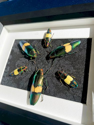 Objet de curiosité : cadre avec 6 coléoptères
