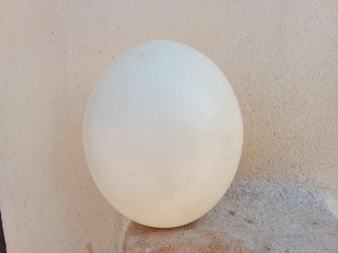 Œuf d'autruche