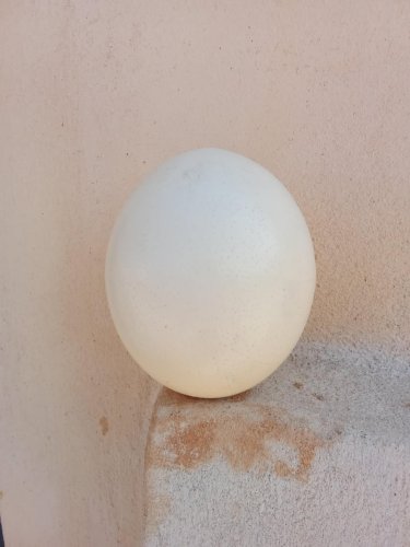Œuf d'autruche
