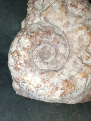 original pierre  marbre ? decor fossile en bon etat