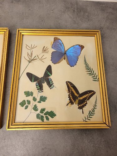 PAIRE DE CADRES AVEC 6 PAPILLONS ET DES HERBES SECHEES