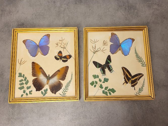 PAIRE DE CADRES AVEC 6 PAPILLONS ET DES HERBES SECHEES