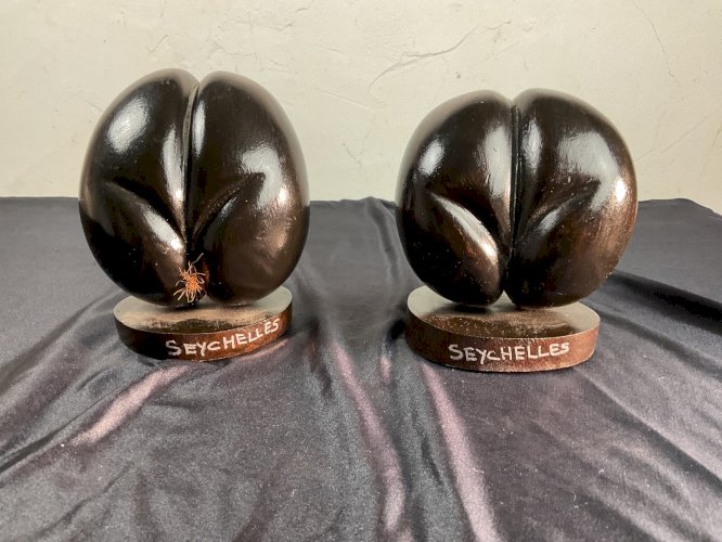 Paire de Coco fesse en bois pour cabinet de curiosité Seychelles ( rasé ou pas )