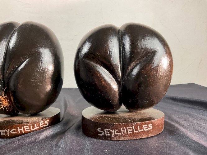 Paire de Coco fesse en bois pour cabinet de curiosité Seychelles ( rasé ou pas )