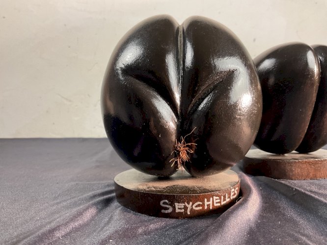 Paire de Coco fesse en bois pour cabinet de curiosité Seychelles ( rasé ou pas )