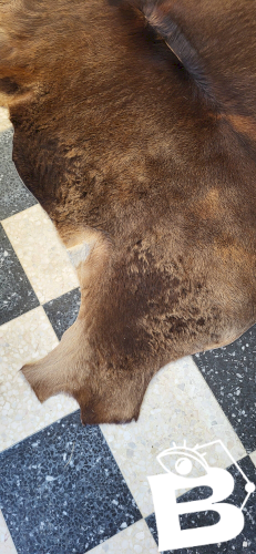 Peau de vache / veau