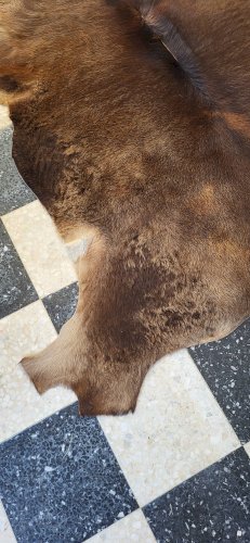 Peau de vache / veau