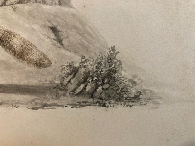 Peinture Aquarelle Sur Papier XVIIIe Chacal Renard Château Buffon?