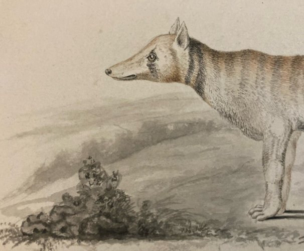 Peinture Aquarelle Sur Papier XVIIIe Chacal Renard Château Buffon?