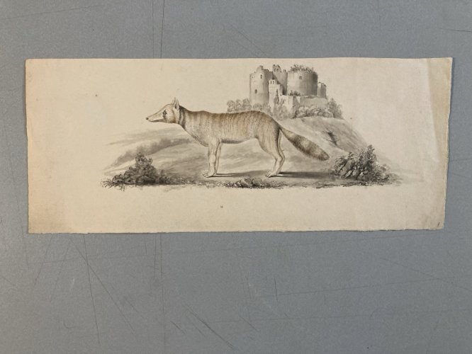 Peinture Aquarelle Sur Papier XVIIIe Chacal Renard Château Buffon?