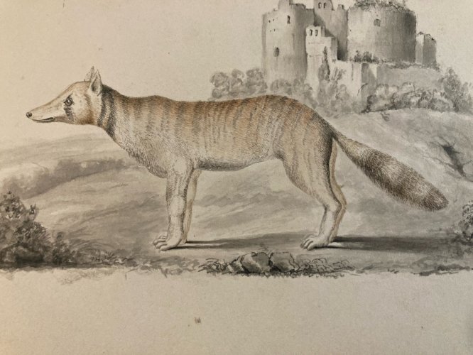 Peinture Aquarelle Sur Papier XVIIIe Chacal Renard Château Buffon?