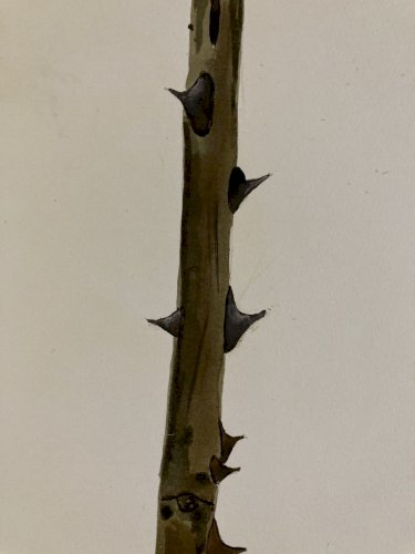 Peinture Gouache Sur Papier Dessin Épine Ronce Rose Circa 1970 Curiosité Curant