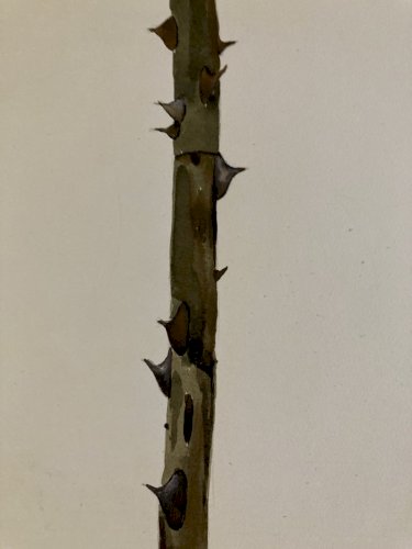 Peinture Gouache Sur Papier Dessin Épine Ronce Rose Circa 1970 Curiosité Curant