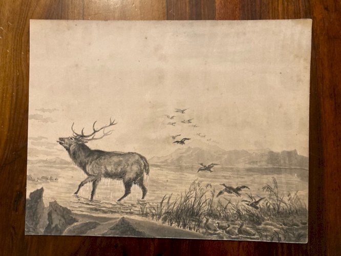 Peinture Lavis Encre Sur Papier XIXe  1850 Cerf Canard Oiseau Animal
