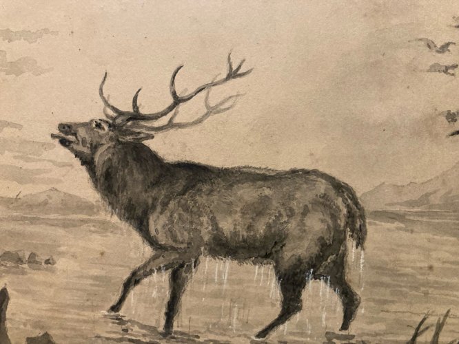 Peinture Lavis Encre Sur Papier XIXe  1850 Cerf Canard Oiseau Animal