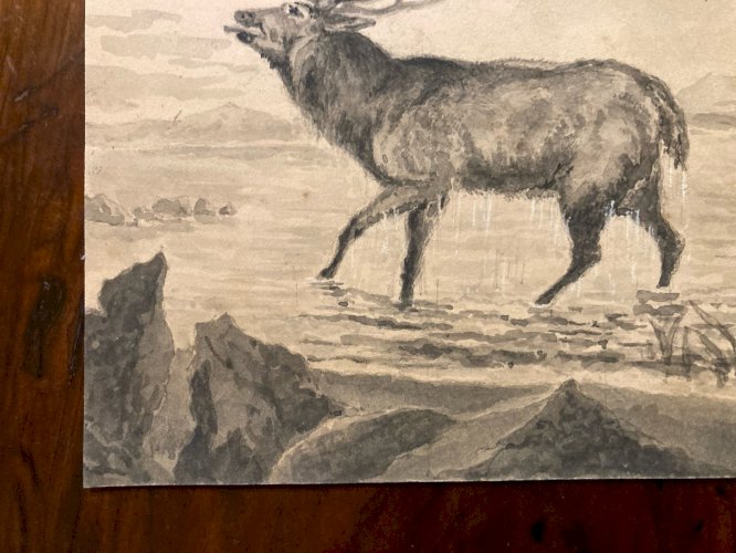 Peinture Lavis Encre Sur Papier XIXe  1850 Cerf Canard Oiseau Animal