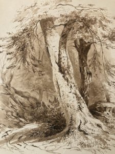 Wash Painting Ink on Paper 19th Century 1850 Forest Landscape Tree Trunk